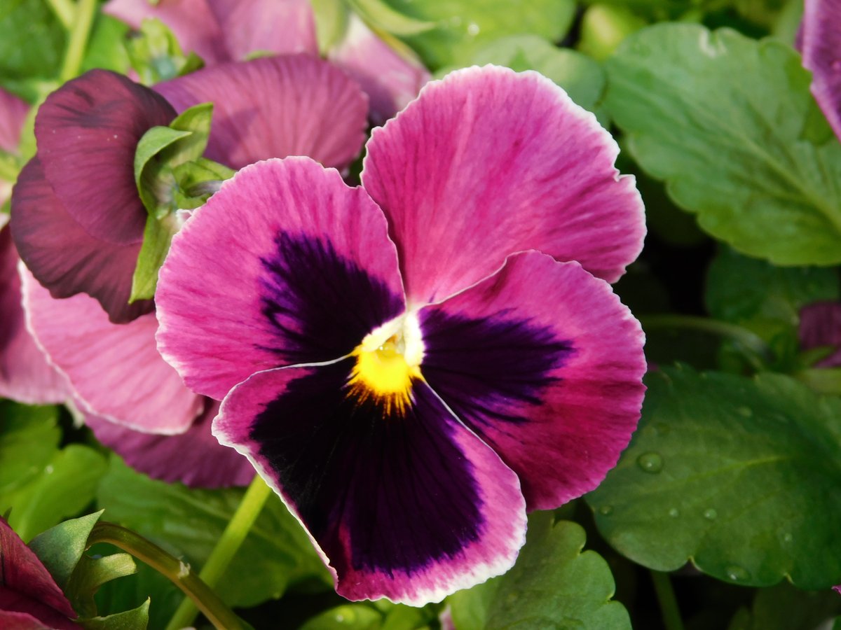 Purple Pansy flower plant