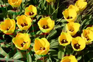 Spring Cleanup Landscaping