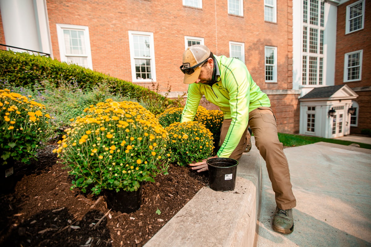 landscape maintenance team plants mums at college