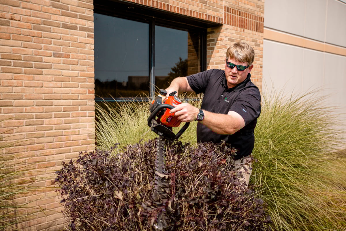 pruning down shrubs