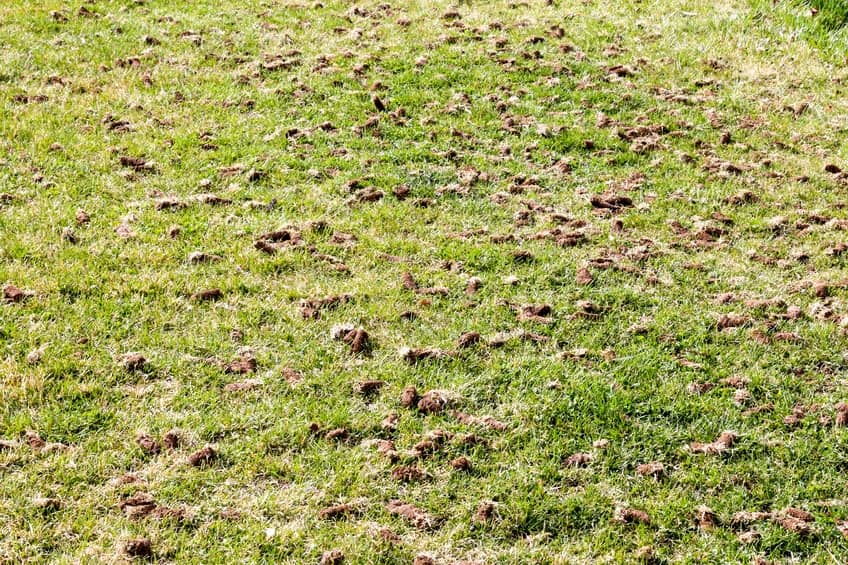 aeration plugs on grass