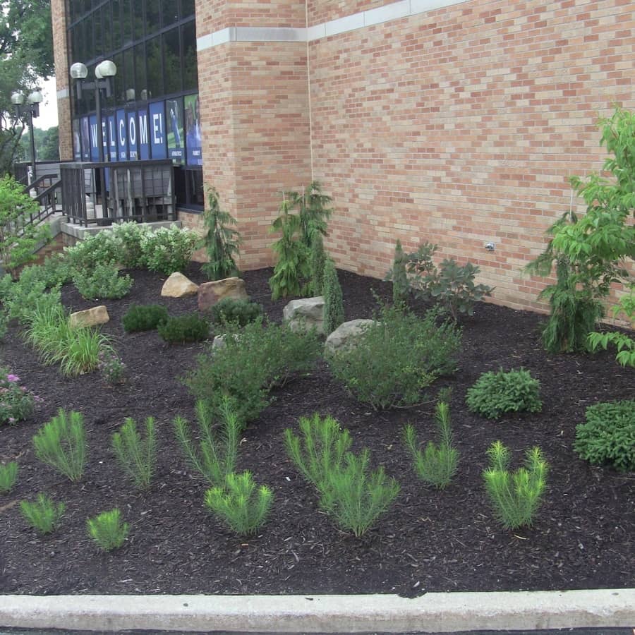 landscaping plants on college campus