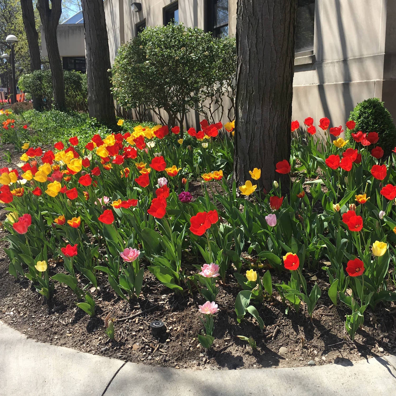 tulips