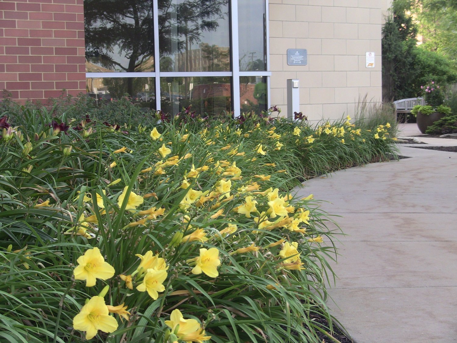 Flowers along walkway on hospital landscape