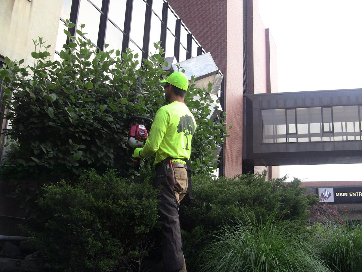 pruning bushes at hospital