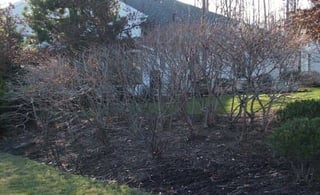 pruning-after.jpg