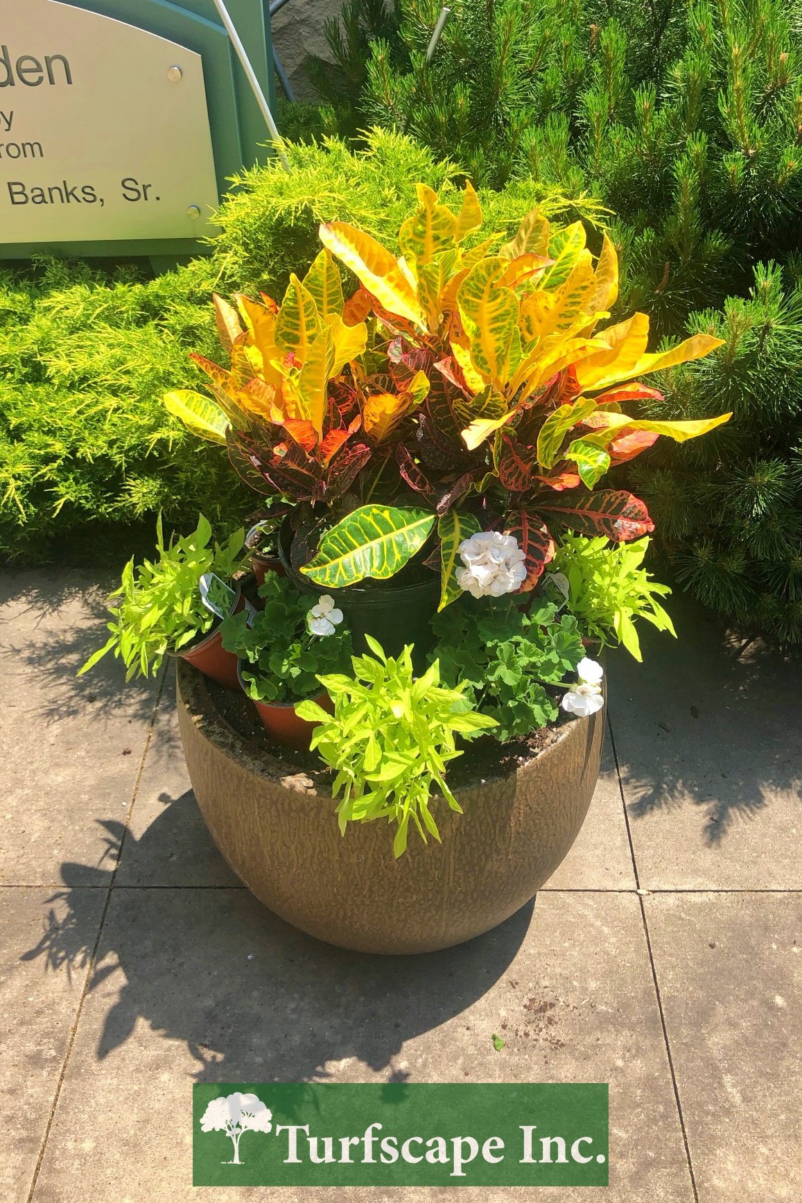 annuals arranged in container garden