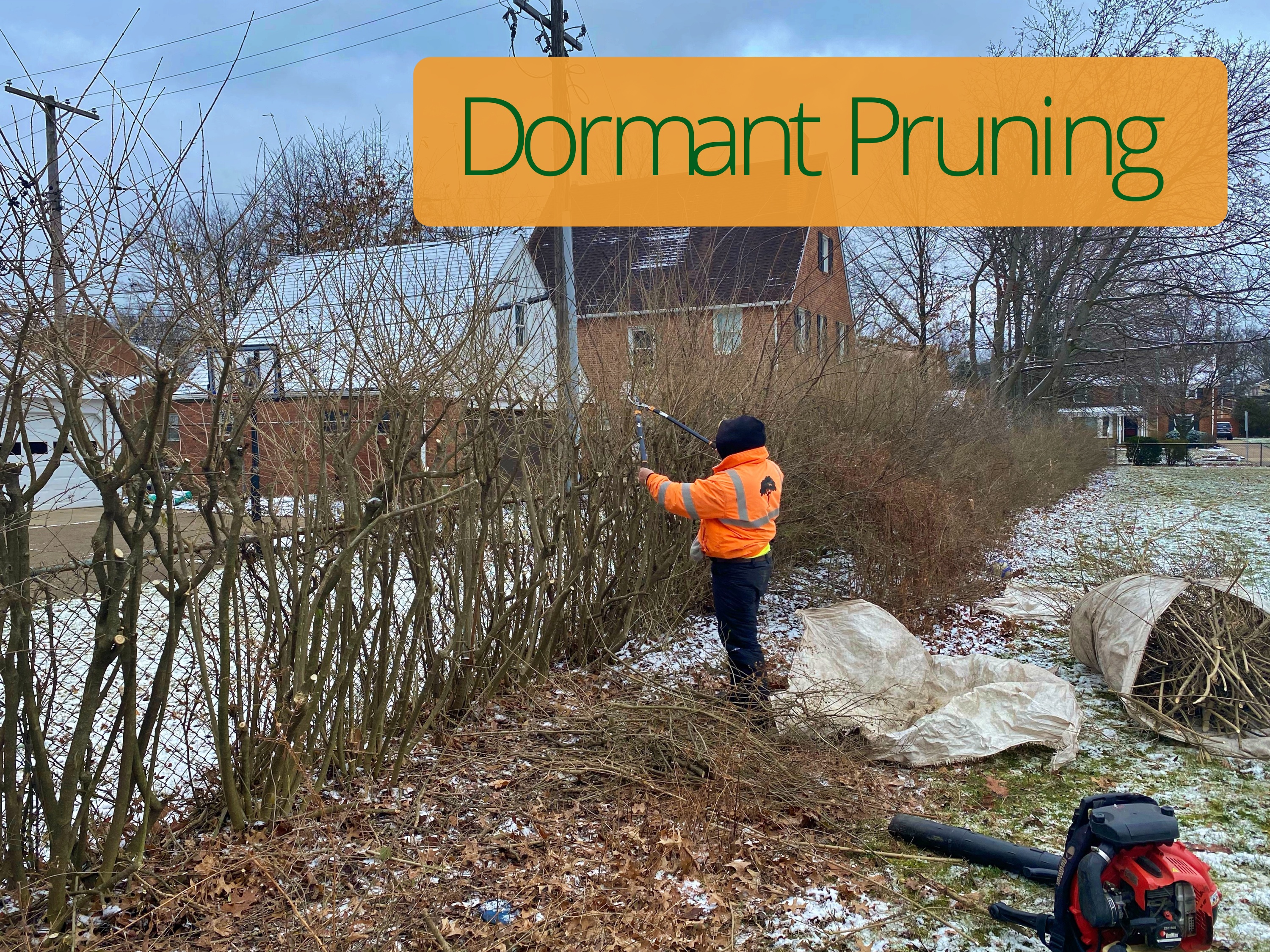 Dorman Pruning Post