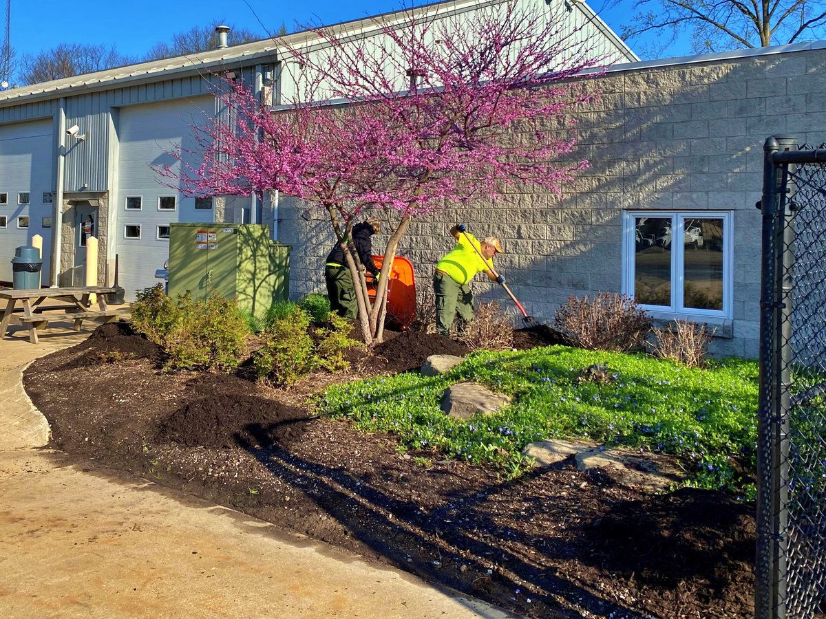 landscape team installs mulch near flowering tree