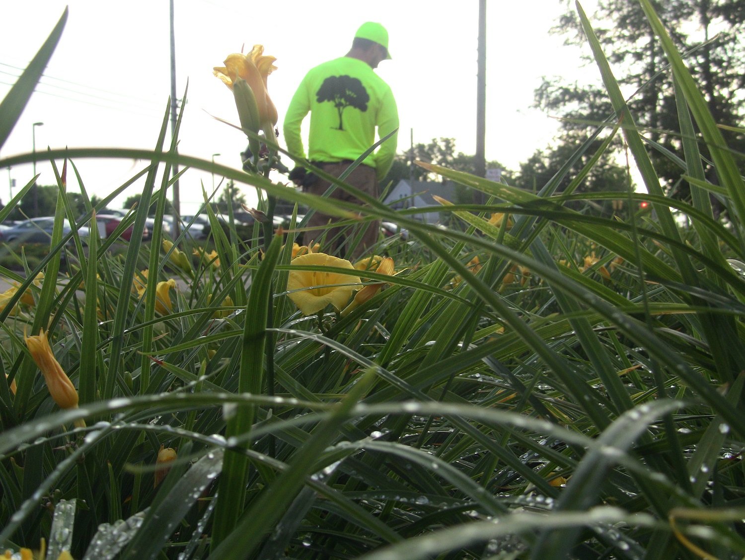 Flowers on hospital landscape