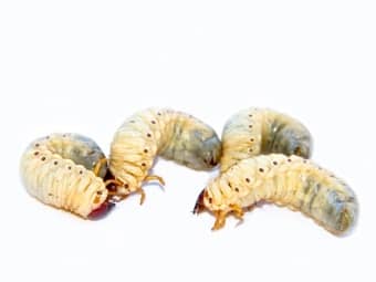 ways to control grubs