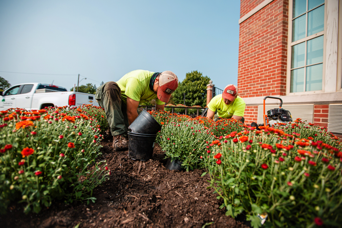 Commercial Landscaping John Carroll University Crew Planting Mums Annuals