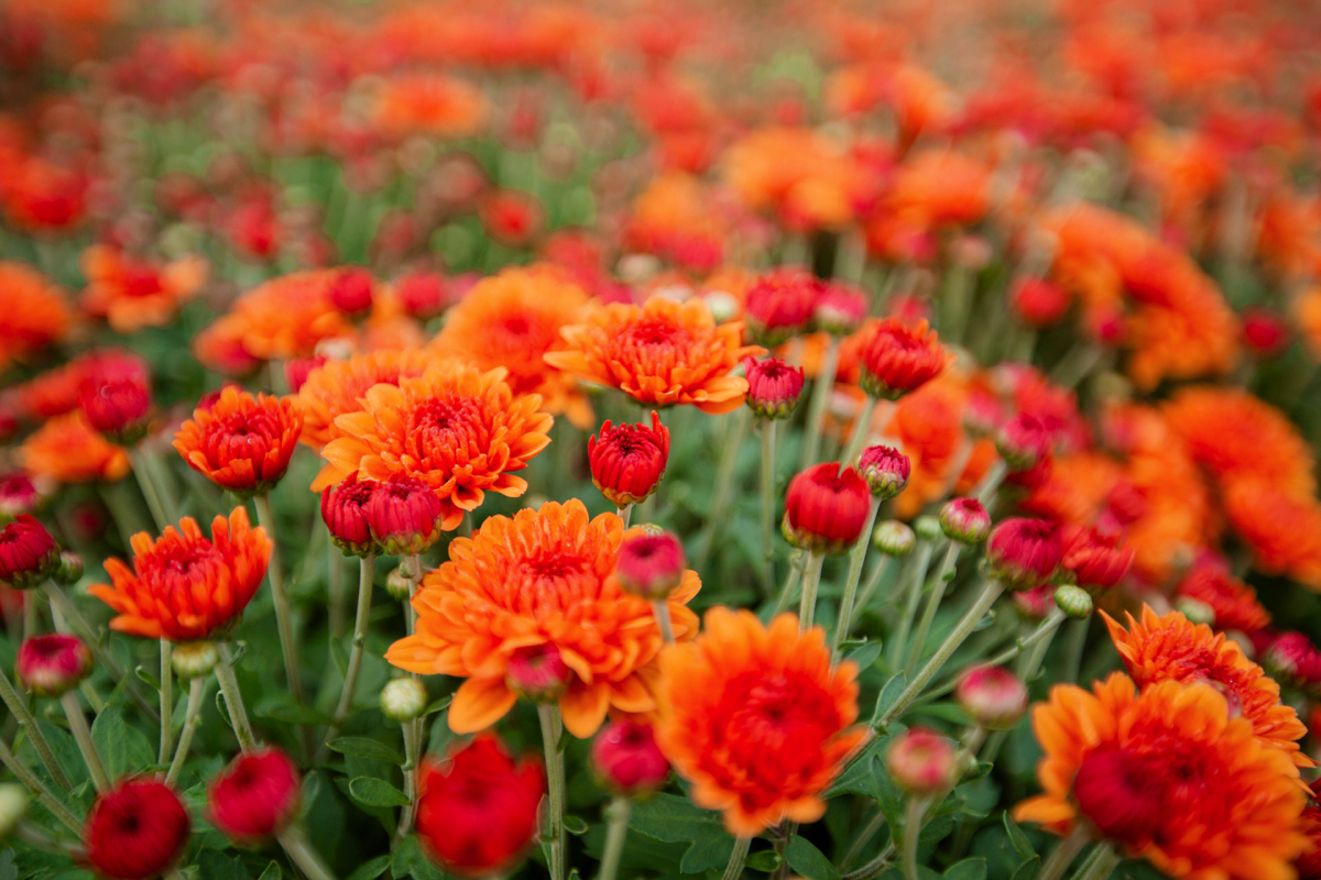 Commercial Landscaping Planting Flowers Mums Annuals