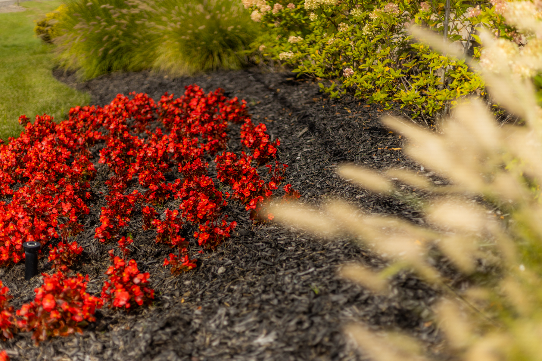 flower bed red flowers and plants