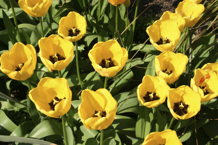 Spring Is Coming: Commercial Landscape Cleanup Services