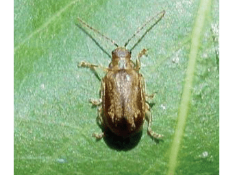 Be Aware of the Viburnum Leaf Beetle