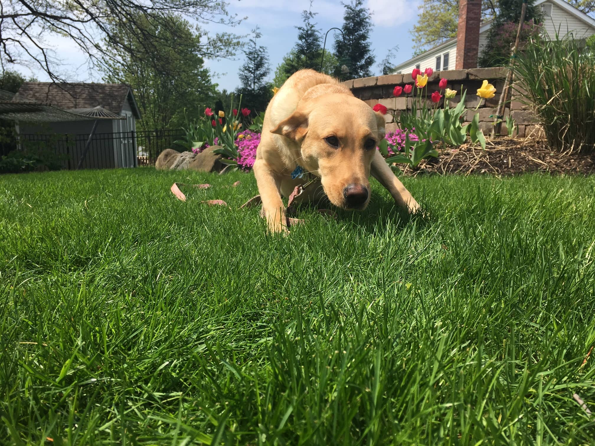 Practical Tips on Lawn Care (From a Landscaper and Pet Owner)