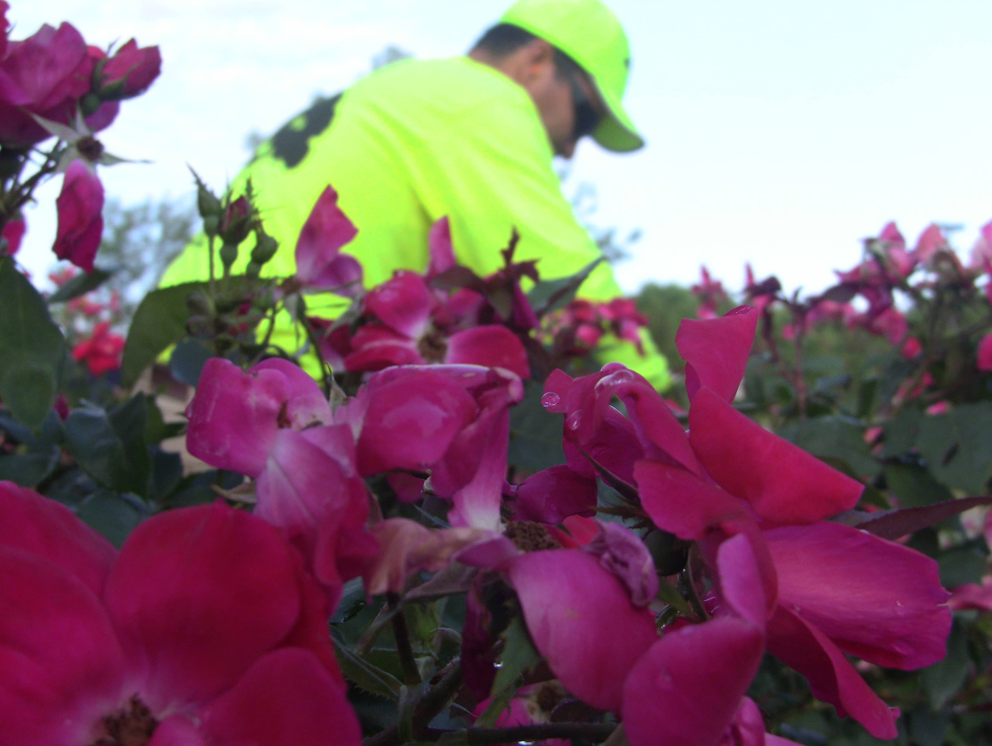 turfscape-flowers
